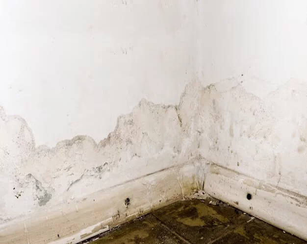 Mold Clean Up Services Ridgefield