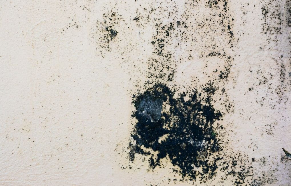 Mold Removal Techniques